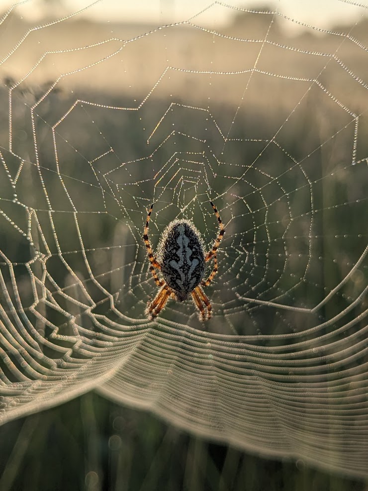 Spider