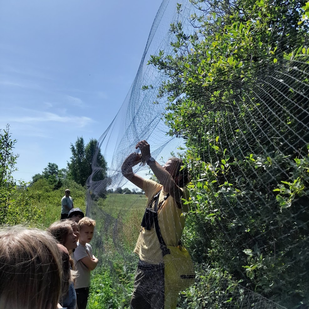 Taking birds out